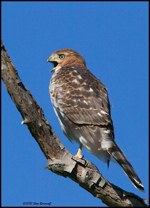 _0SB3732 coopers hawk.jpg